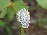 Gonimbrasia belina